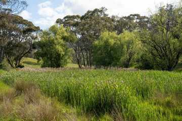 farming landscape Australian Farm with lush green native grass, cows in field, Landscape with Gum...