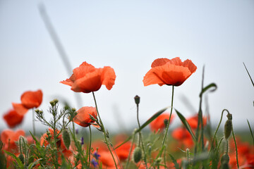 Naklejka premium poppies. delicate petals of red poppies in the sun. background with poppy flowers. Beautiful red poppy wild flower and buds in the field. beauty in nature. close-up. spring season, summer time