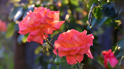 pink rose flower background. Red roses on a bush in the garden, close-up. bouquet of flowers. beauty of nature, delicate flowers, bouquet of roses as a gift. symbol of love. rose garden