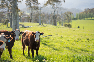 beautiful cattle in Australia  eating grass, grazing on pasture. Herd of cows free range beef being...