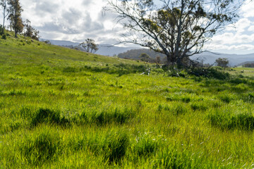 Obraz premium Green Pasture crop farm practicing Sustainable agriculture the Future of Regenerative Farming in Australia. Showcasing Healthy Land Management, Environmental Stewardship, and Thriving Rural Landscapes