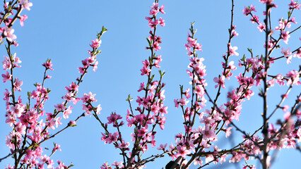 pink flowers. peach blossom tree in garden spring. lush flowering, on a branch. flowering season. fruit tree, gardening. close-up, macro photo. natural background