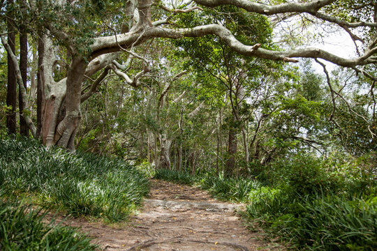 Coastal walking path through trees