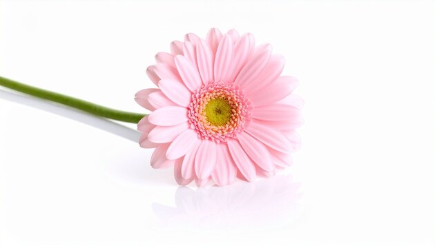pink gerbera flower