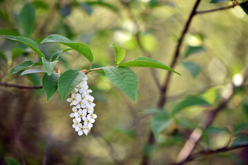Prunus padus. common bird cherry. flowering tree. small white flowers on a branch. wild growing tree. bird cherry bush in spring, young green leaves. close-up. beauty of nature. natural background