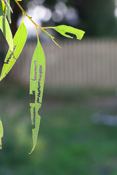 Insect damaged gum leaves hanging in the backyard