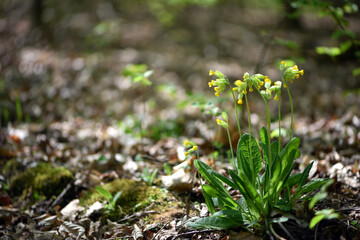 Cabrillo Yellow. Primula veris in May in the forest. the cowslip, common cowslip, cowslip primrose, Primula officinalis Hill, is a herbaceous perennial flowering plant. beauty in nature, spring forest
