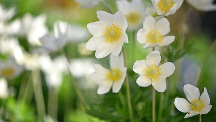 Anemone sylvestris. delicate flowers in the garden, in the flowerbed. floral background. beautiful delicate Anemone sylvestris. white flowers on a natural background. spring season, close-up