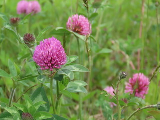 野に咲くピンク色の植物ムラサキツメクサ