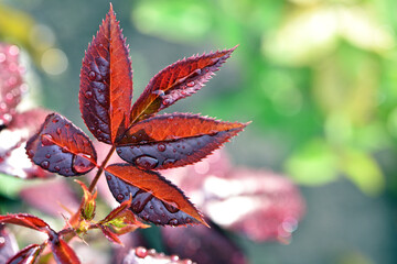 rose leaves with dew drops. on a branch with leaves. macro photo. Close-up. delicate beauty of...