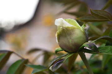 Paeonia. drops of dew on a bud. peony flower bud with drops of dew in the garden during a rainy spring day. Macro, background, botanical, biological. Peony bud with drops water, morning. Close-up