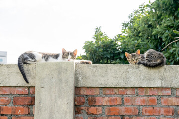 A stray cat roams freely through the nostalgic alleyways of a Taiwanese military dependents’ village, weaving between aged brick houses and vintage tiled walls. The scene blends the quiet resilience o
