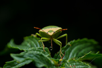 Close up image of Green Shield bug