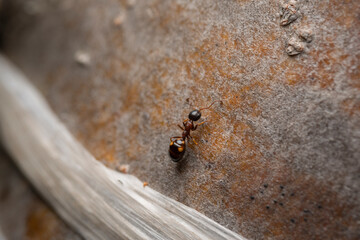 Close up photo of an ant