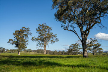 Green Pasture crop farm practicing Sustainable agriculture the Future of Regenerative Farming in Australia. Showcasing Healthy Land Management, Environmental Stewardship, and Thriving Rural Landscapes
