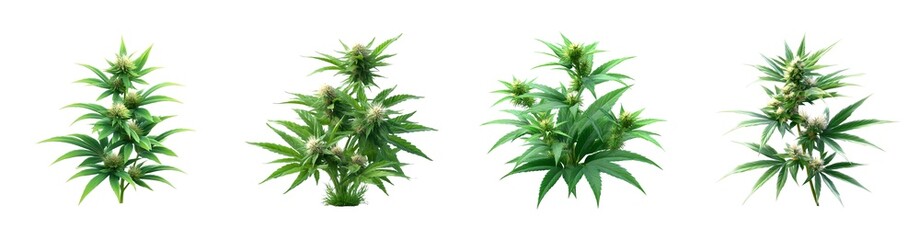 a vertical arrangement of small plants with green leaves that resemble cannabis. the plants are organized in a neat row, set against a white background