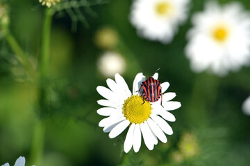 Graphosoma lineatum. Macro photo of a graphosoma bug, showing vivid stripes and delicate petal....