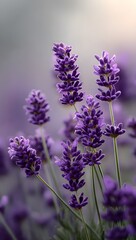 Naklejka premium A detailed close-up showcases delicate purple lavender flowers with soft lighting and a blurred background, highlighting their intricate floral structure