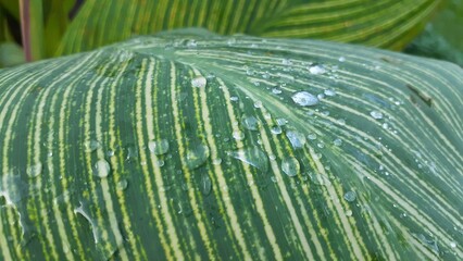 Abstract green striped nature background. Green textured plant leaves. Bunga tasbih (Canna) or...