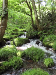 緑の植物の葉が生えた中を流れるきれいな川の水