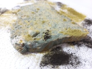 Expired bread covered with mold