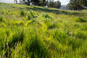 farming landscape Australian Farm with lush green native grass, cows in field, Landscape with Gum...