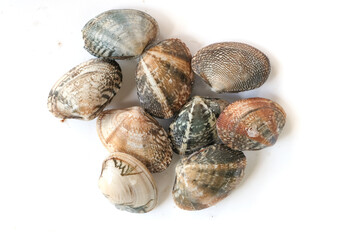 Clams on white background. Seafood.