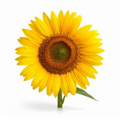 Fototapeta premium Sunflower on white background without shadow. Generated image