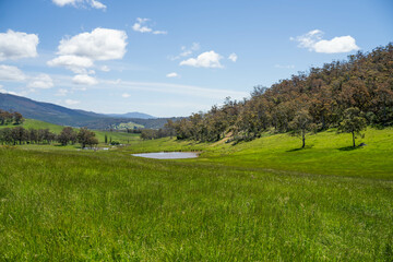 Green Pasture crop farm practicing Sustainable agriculture the Future of Regenerative Farming in Australia. Showcasing Healthy Land Management, Environmental Stewardship, and Thriving Rural Landscapes