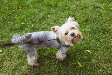 A cute Yorkshire Terrier dog looking up in a green field on a sunny day, so adorable. A cute Yorkshire Terrier dog stands in green grass looking up, captured from above. A friendly and adorable pet.