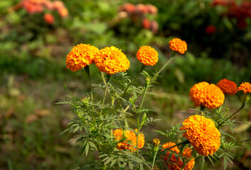 Marigold flower blossom in garden. Orange marigolds flowers on field 