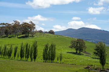 Flock of Sheep Graze on a Lush Green Hillside in Rural Australia. Highlighting Sustainable Pasture...