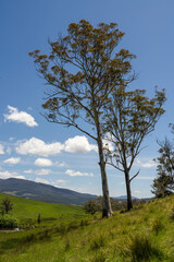 Obraz premium Flock of Sheep Graze on a Lush Green Hillside in Rural Australia. Highlighting Sustainable Pasture Management, Merino sheep, grazing and eating grass in New zealand and Australia
