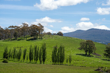 Flock of Sheep Graze on a Lush Green Hillside in Rural Australia. Highlighting Sustainable Pasture...