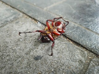 A dead cockroach lies on the ground with its legs stretched out.