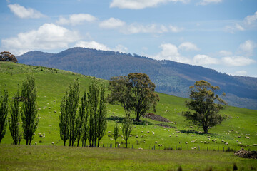 Flock of Sheep Graze on a Lush Green Hillside in Rural Australia. Highlighting Sustainable Pasture...
