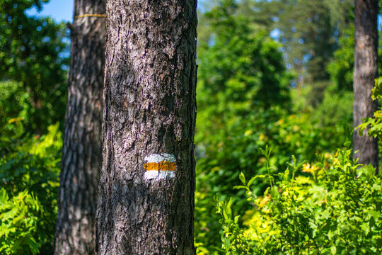 Close-up of a pine tree with a painted trail marker in white and orange, set in a lush green forest under bright sunlight, indicating a hiking path.