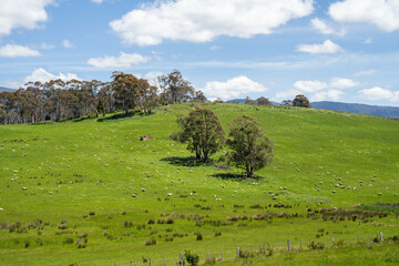 Flock of Sheep Graze on a Lush Green Hillside in Rural Australia. Highlighting Sustainable Pasture...