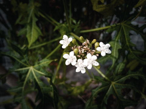 Chaya plant (Cnidoscolus Aconitifolius or Cnidoscolus chayamansa McVaugh) , the flowers are blooming beautifully.
