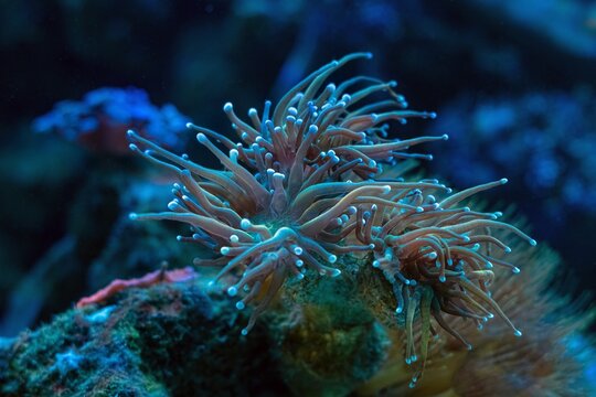 fluorescent torch coral move tentacle, soft coral grow on frag plug, reef marine aquarium, coquina live rock mariculture aquascape, LED actinic blue light, wave maker laminar flow, dark background