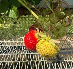 Ripe and unripe strawberries ready for picking 