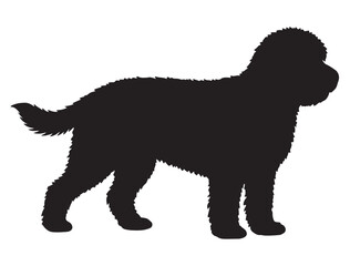 Obraz premium LABRADOODLE DOG SILHOUETTE