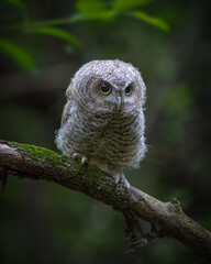 Grey Morph Eastern Screech Owl Owlet