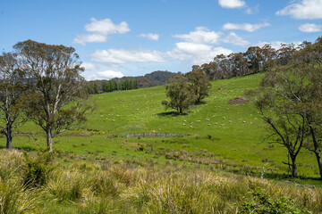 Flock of Sheep Graze on a Lush Green Hillside in Rural Australia. Highlighting Sustainable Pasture...