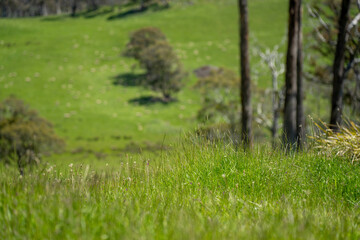 Flock of Sheep Graze on a Lush Green Hillside in Rural Australia. Highlighting Sustainable Pasture...