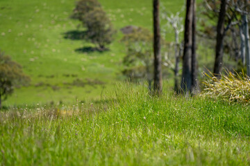 Flock of Sheep Graze on a Lush Green Hillside in Rural Australia. Highlighting Sustainable Pasture...
