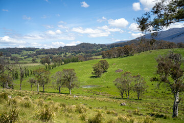 Flock of Sheep Graze on a Lush Green Hillside in Rural Australia. Highlighting Sustainable Pasture...
