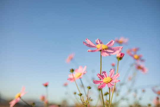 Vibrant pink cosmos flowers with blue sky background and copy space