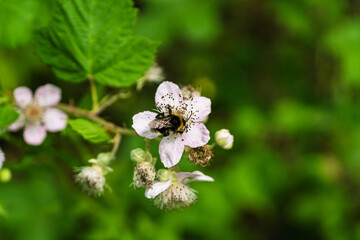 A Bee Buzzing While Pollinating a Colorful Flower in Natures Beautiful Garden Setting