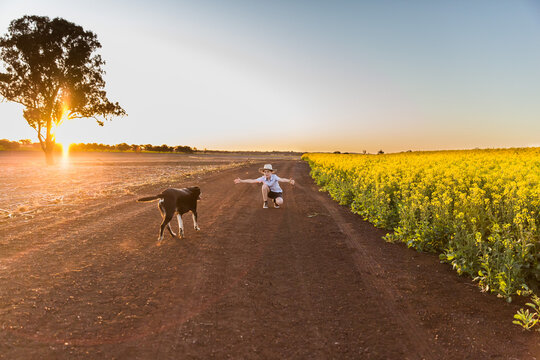 Kelpie dog running towards owner boy with arms outstretched on farm at sunset near canola field
